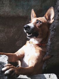 Portrait of dog sitting outdoors