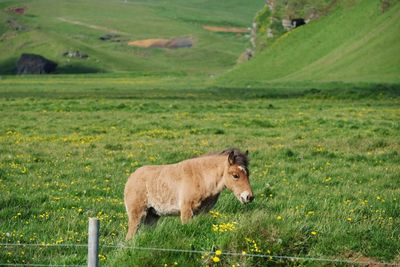 Sheep standing in a field