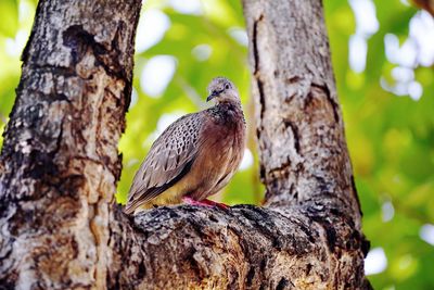 Close-up of a bird perching on tree
