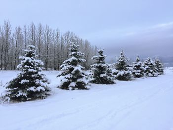 Frozen trees in forest against sky