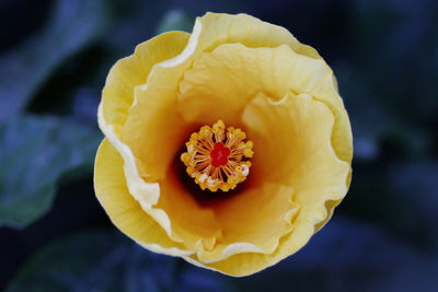 Close-up of yellow flower blooming outdoors