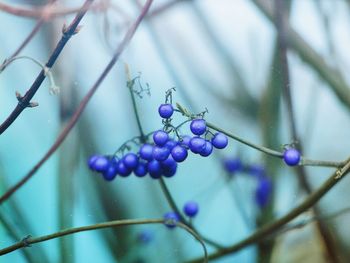 Close-up of berries