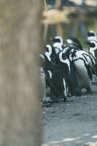 Close-up of birds