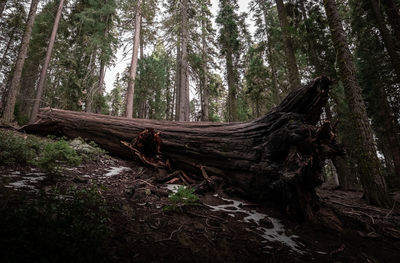 Fallen tree in forest