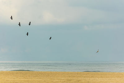 Birds flying over beach