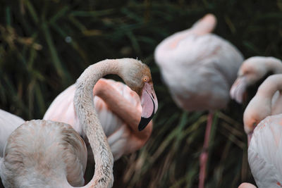 Close-up of hand feeding birds