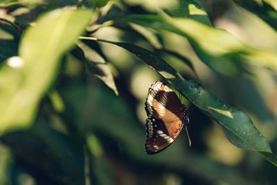 Butterfly on plant