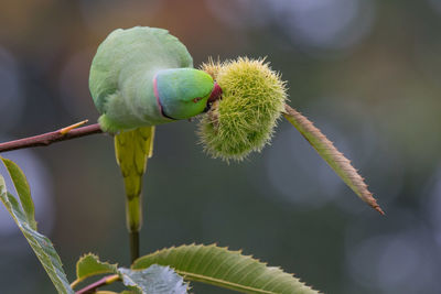 Close-up of rose-ringed parakeet eating flower