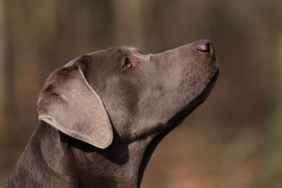 Close-up of dog