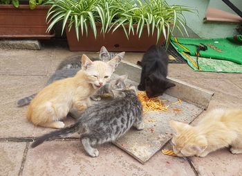 Portrait of cat sitting outdoors