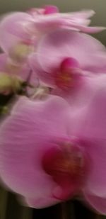 Macro shot of pink flower