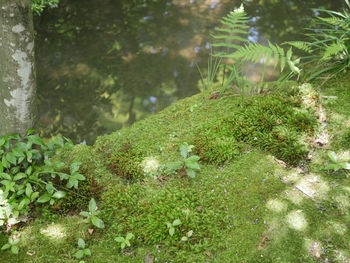 Close-up of moss growing on tree