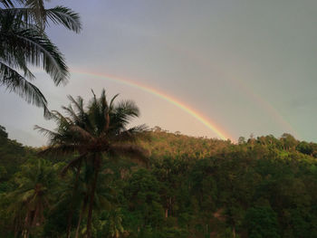 Low angle view of palm trees against rainbow in sky