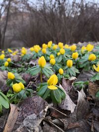 Close-up of yellow flowering plants on field