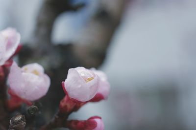 Close-up of pink rose