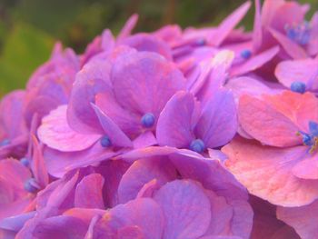 Close-up of pink hydrangea flowers