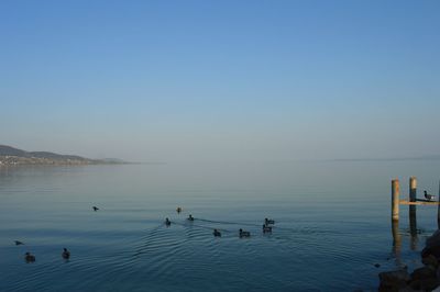 Birds swimming in sea against clear sky