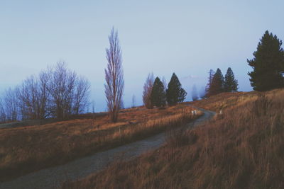 Bare trees on landscape against clear sky