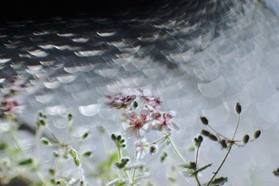 Close-up of white flowering plant