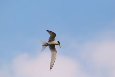Low angle view of bird flying against sky