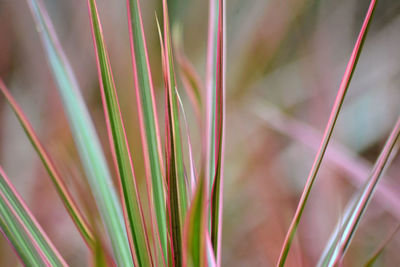 Full frame shot of multi colored plant