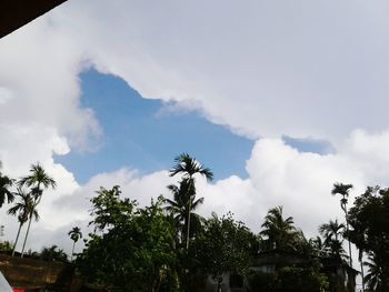 Low angle view of palm trees against sky