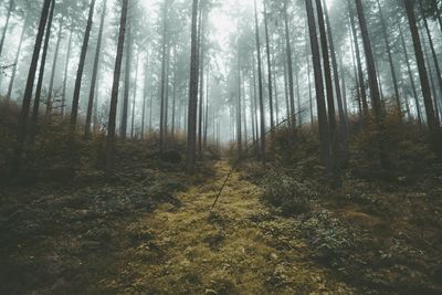 Trees in forest