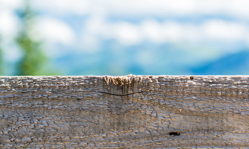 Close-up of lizard on sea shore