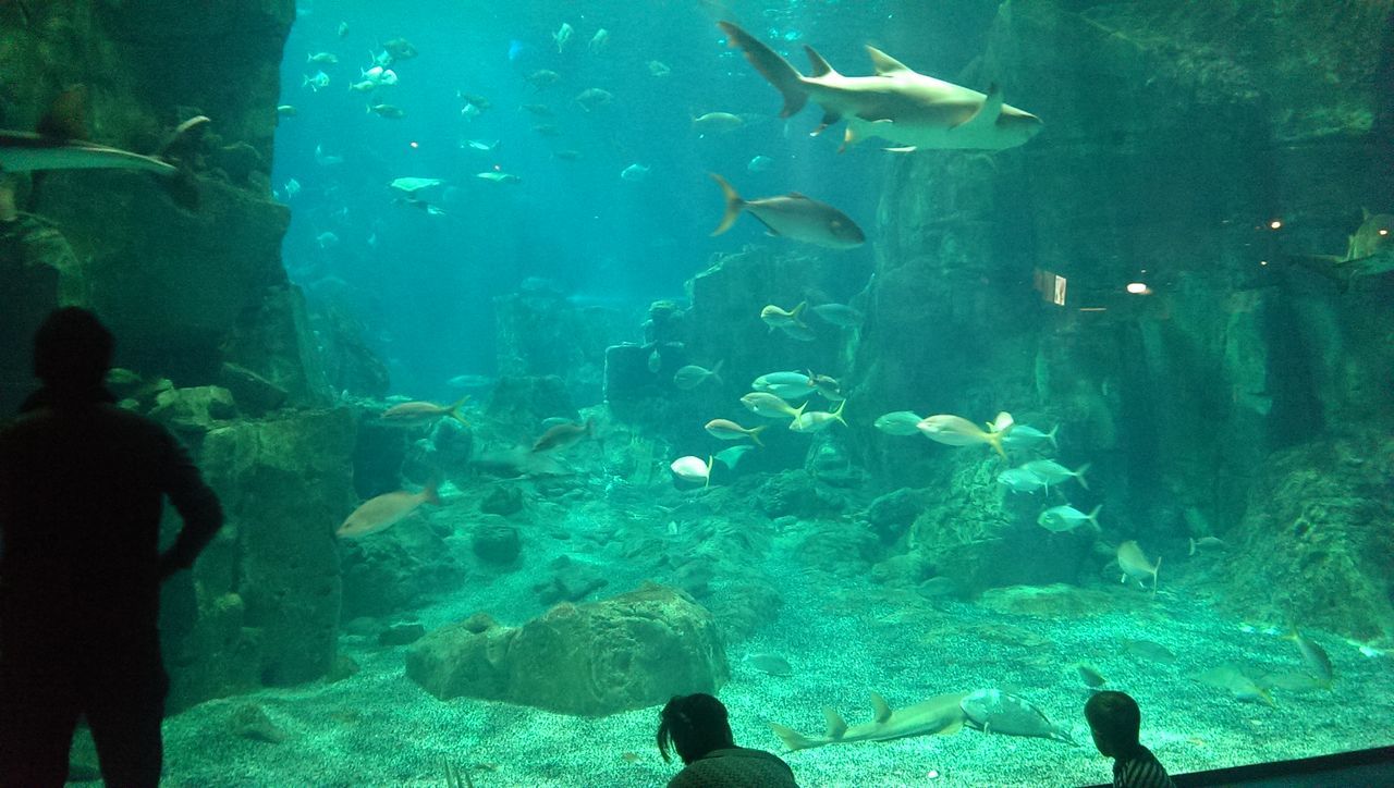 underwater, swimming, water, fish, sea life, animal themes, animals in the wild, undersea, aquarium, wildlife, men, lifestyles, leisure activity, sea, indoors, blue, animals in captivity, school of fish