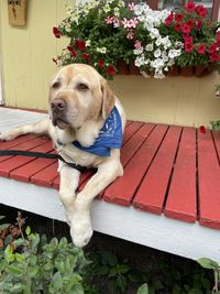 Portrait of dog sitting on sofa at home