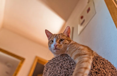 Low angle view portrait of ginger cat at home