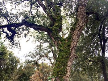 Low angle view of trees