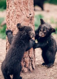 Close-up of bear cubs by tree