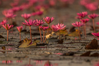 Close-up of pink flowers floating on water in lake