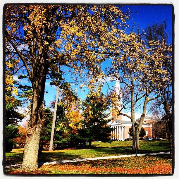 VIEW OF TREES IN PARK