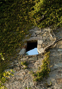 Stone wall by rocks against trees