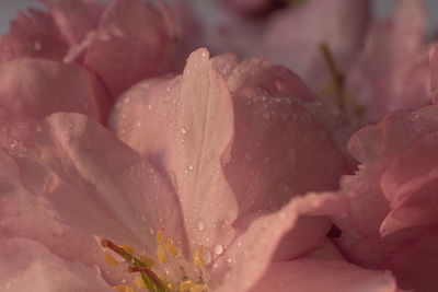 Macro view of a part of sakura flower cherry blossom with dew drops
