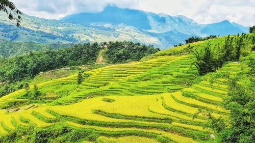 Scenic view of agricultural field