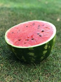 High angle view of pink fruit on field