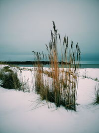 Plants on snow covered land by sea against sky