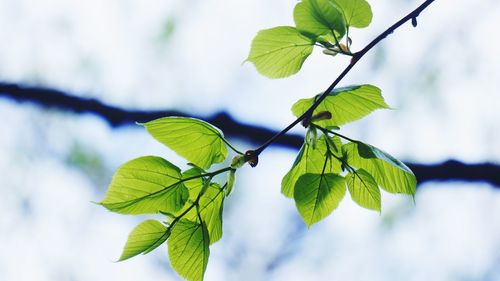 Close-up of leaves on tree