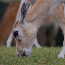 Close-up of horse on field