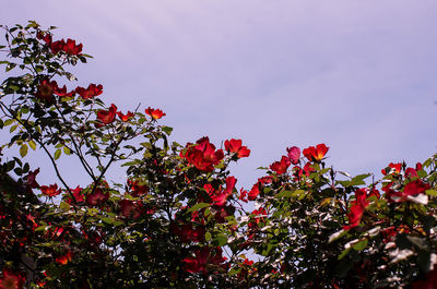 Low angle view of flowers growing on tree