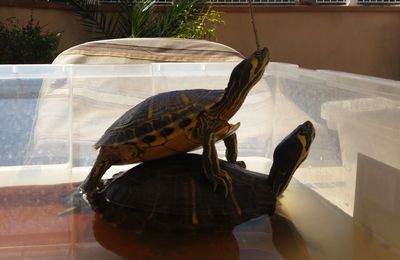 Close-up of tortoise