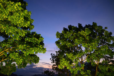 Low angle view of trees against clear blue sky