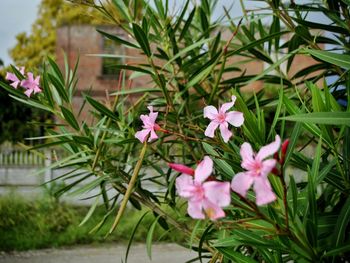 Close-up of pink flowering plants