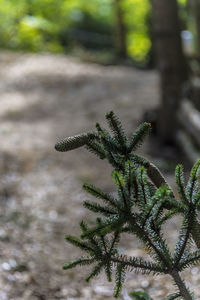 Close-up of plant growing on field