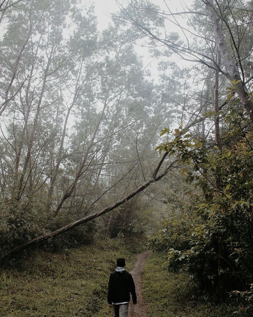 tree, plant, nature, forest, real people, rear view, day, men, lifestyles, people, growth, land, leisure activity, outdoors, tranquility, walking, adult, beauty in nature, standing, woodland