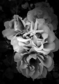 Close-up of roses blooming outdoors