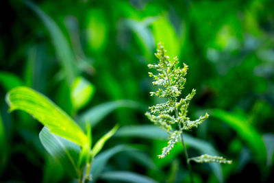 Close-up of fresh green plant